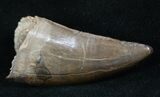 Well Preserved Tyrannosaur Tooth - Montana #13313-2